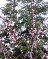 Apricot tree in bloom