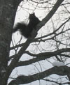 Michigan black squirrel.