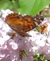 Butterfly on pink lilac.