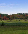 Hay bales with colored maples along Mitchell Rd.