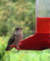 LadyBird, a female ruby-throated hummingbird.