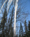 Icicles - the sun is melting the snow.