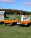 Pumpkin harvest is ready.
