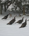 Wild turkeys looking for a meal in the snow; they are thankful they survived Thanksgiving!.