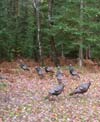 Wild turkeys among the autumn leaves.